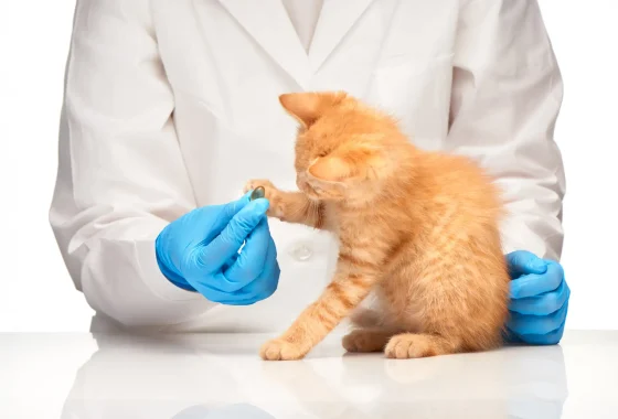 Kedi FIP Hastalığı: Belirtileri, Teşhisi ve Güncel Tedavi Yöntemleri
