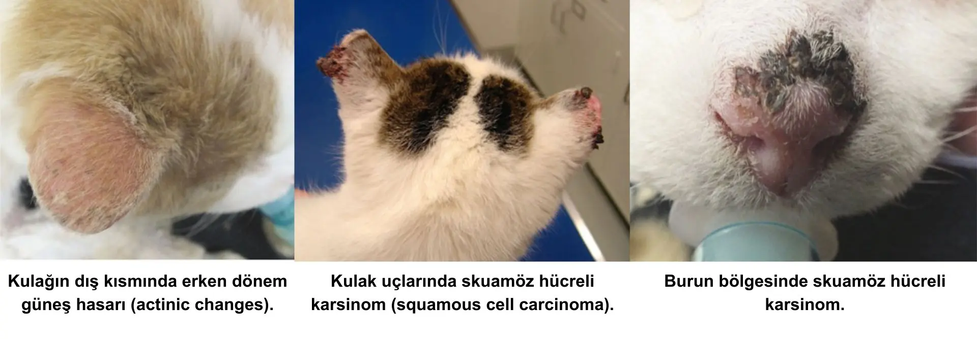 Kedilerde cilt kanserinin (özellikle squamous cell carcinoma) nasıl görünebileceğini gösteren akademik bir kaynak görseli.