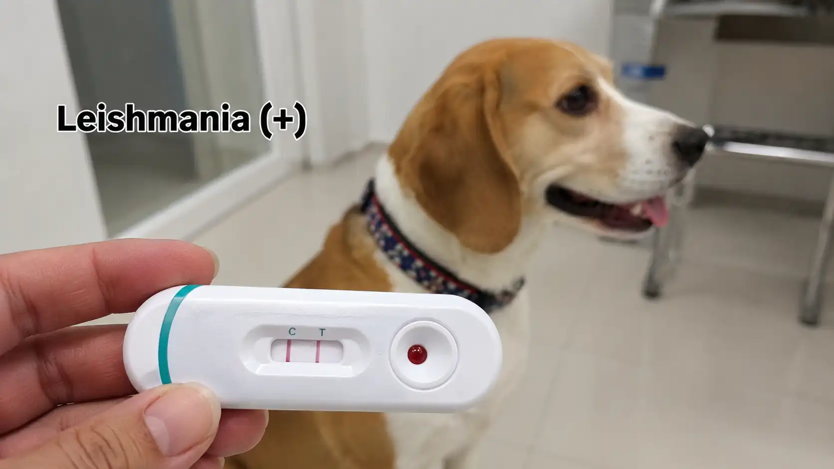 Köpek Leishmania Testi